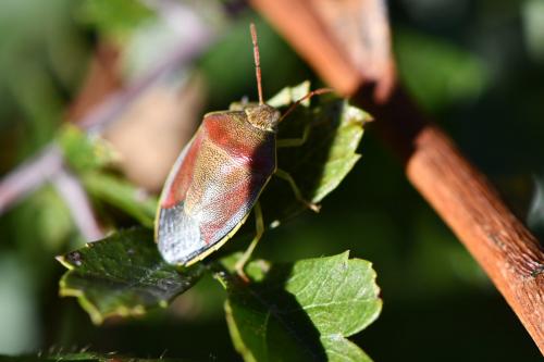 Piezodorus lituratus